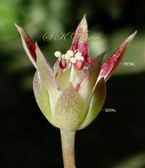  Flower (Lateral view)